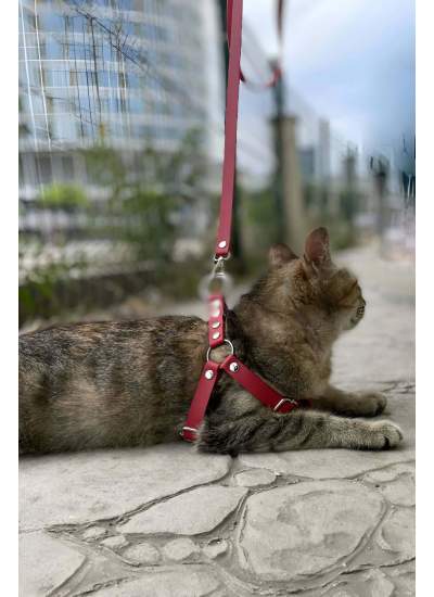 CLZ41 Deri Kedi Harness , Kedi Gezdirme Tasması - Ürün Rengi:Kırmızı